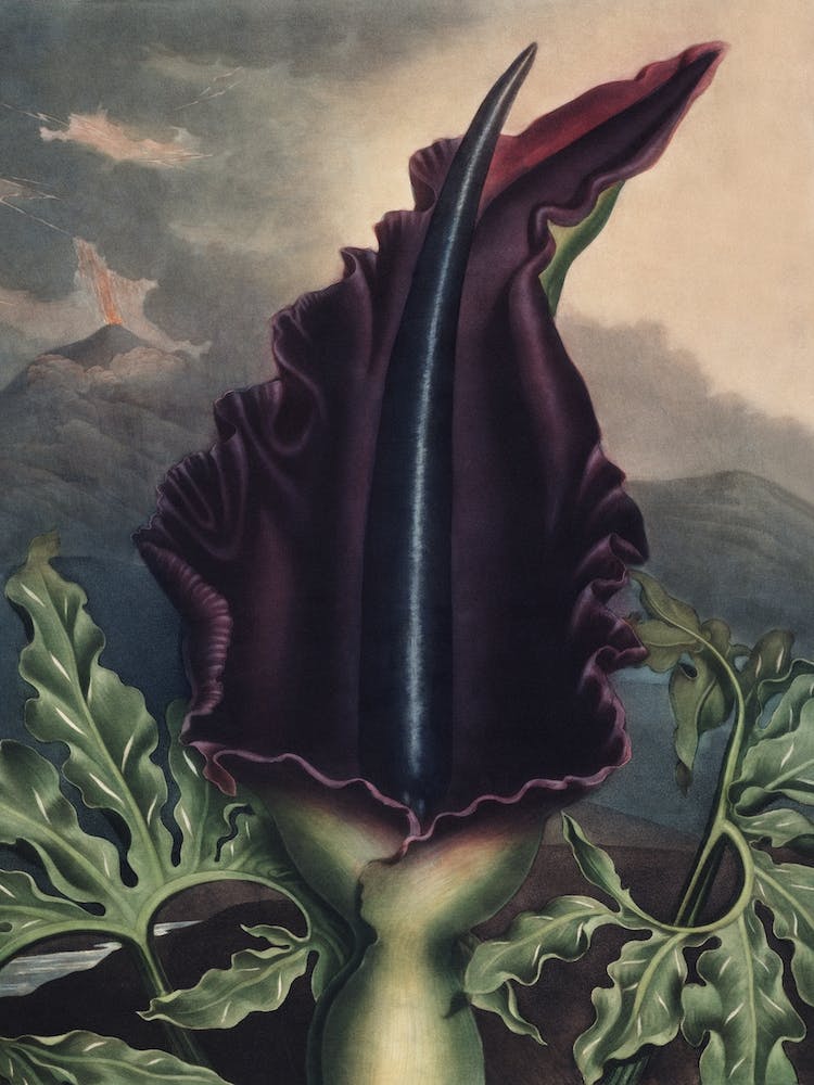 Vintage Thornton 2 Dragon Arum