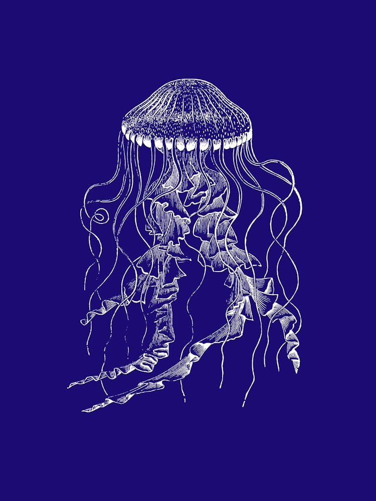 Jellyfish 3