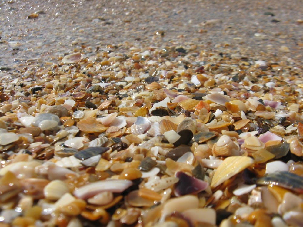 Shells On The Beach 1