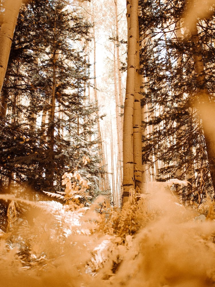 Colorado im Herbst
