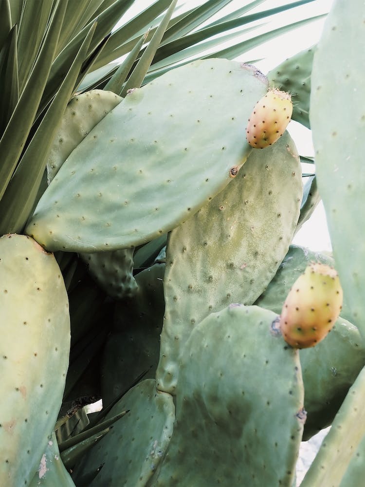 Cactus Fruit Plant