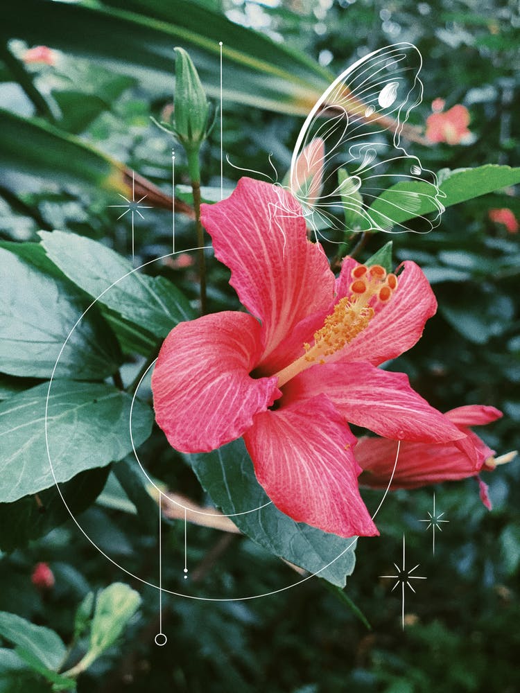 Hibiscus Bloom