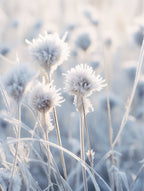 Frosty Botanical Everlasting Flower 1