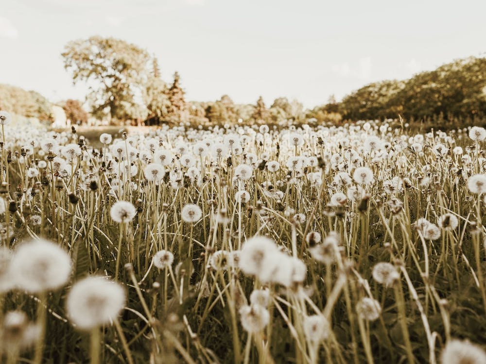 Dandelion Scenery