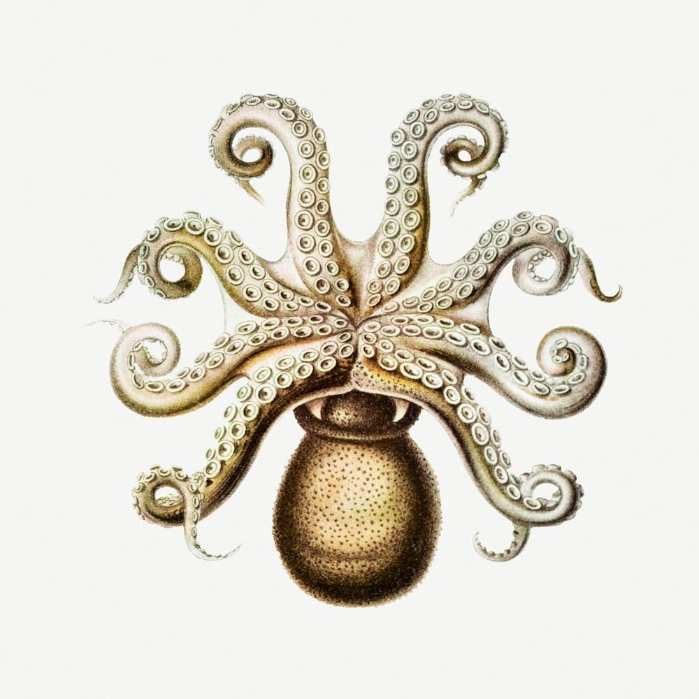 Vintage Octopus 2, Ernst Haeckel