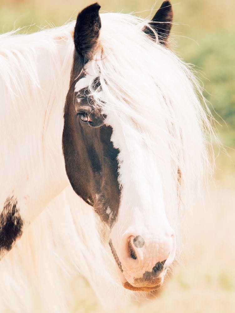 Paint Horse In Sunshine