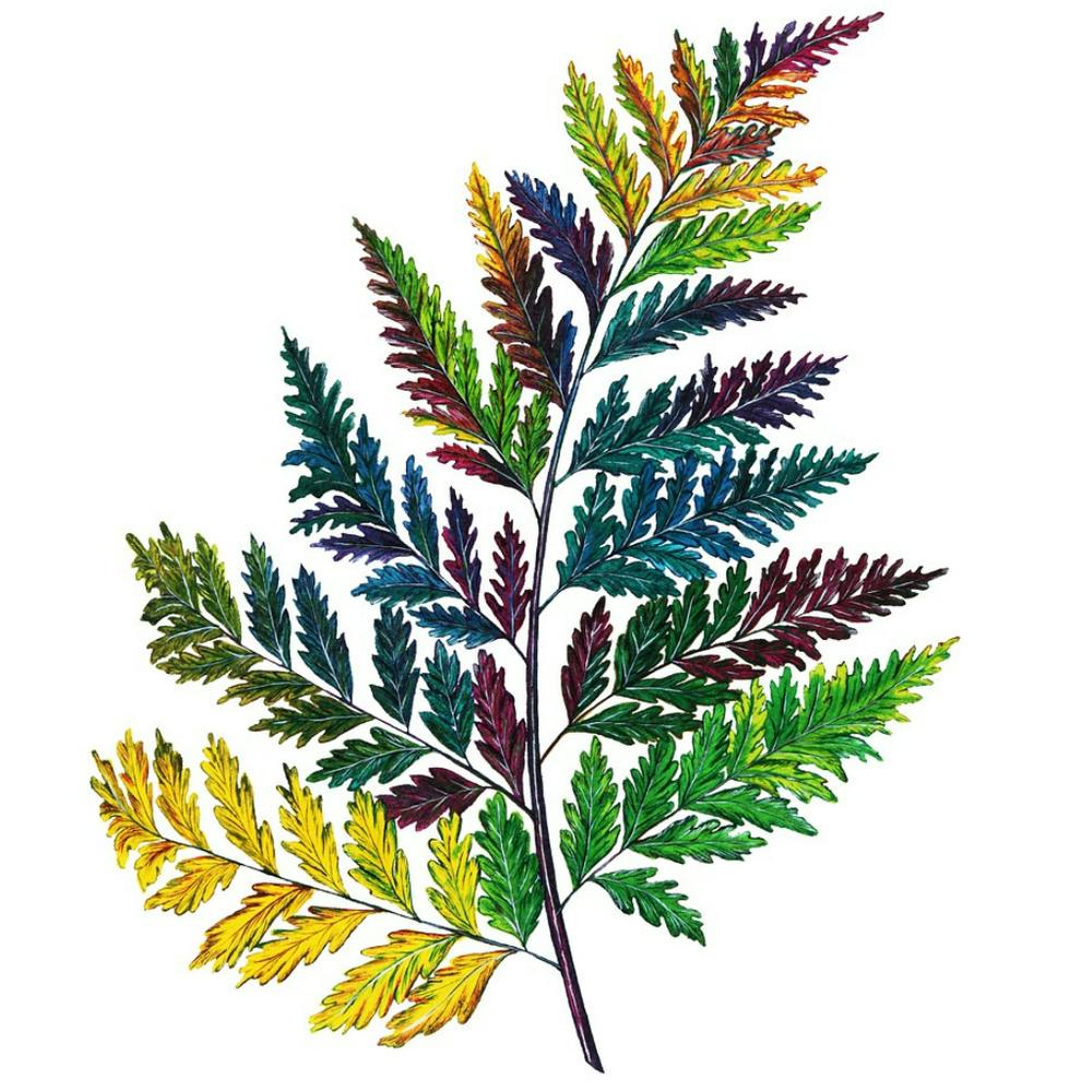 Rainbow Fern