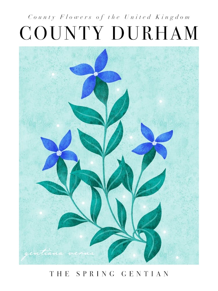 County Flower of County Durham Spring Gentian