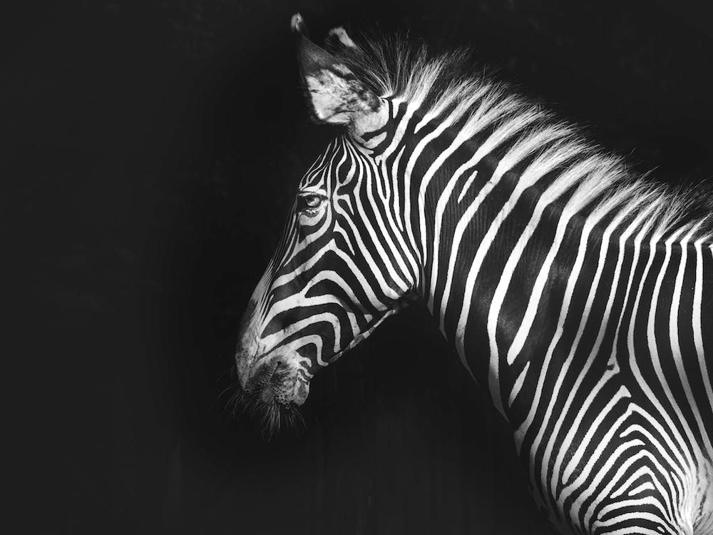 Zebra On Black Background