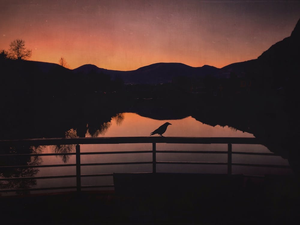 The Crow On The Bridge