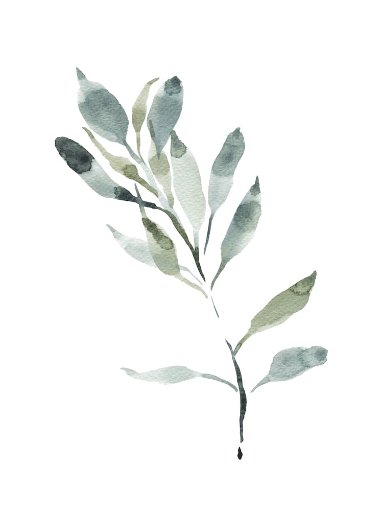 Watercolor Leaf, Olive Branch 4