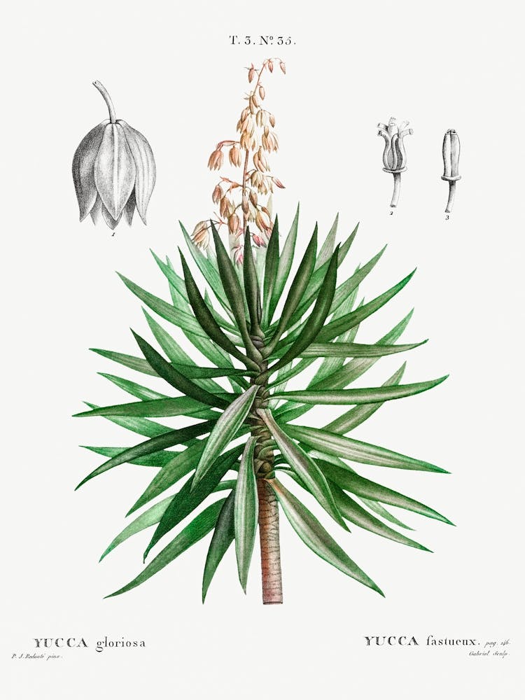 Spanish Dagger, Pierre Joseph Redoute