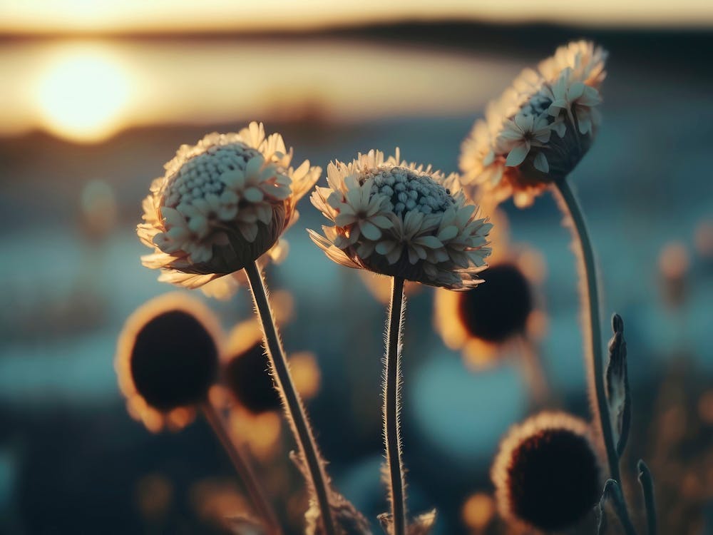 Flowers At Sunset
