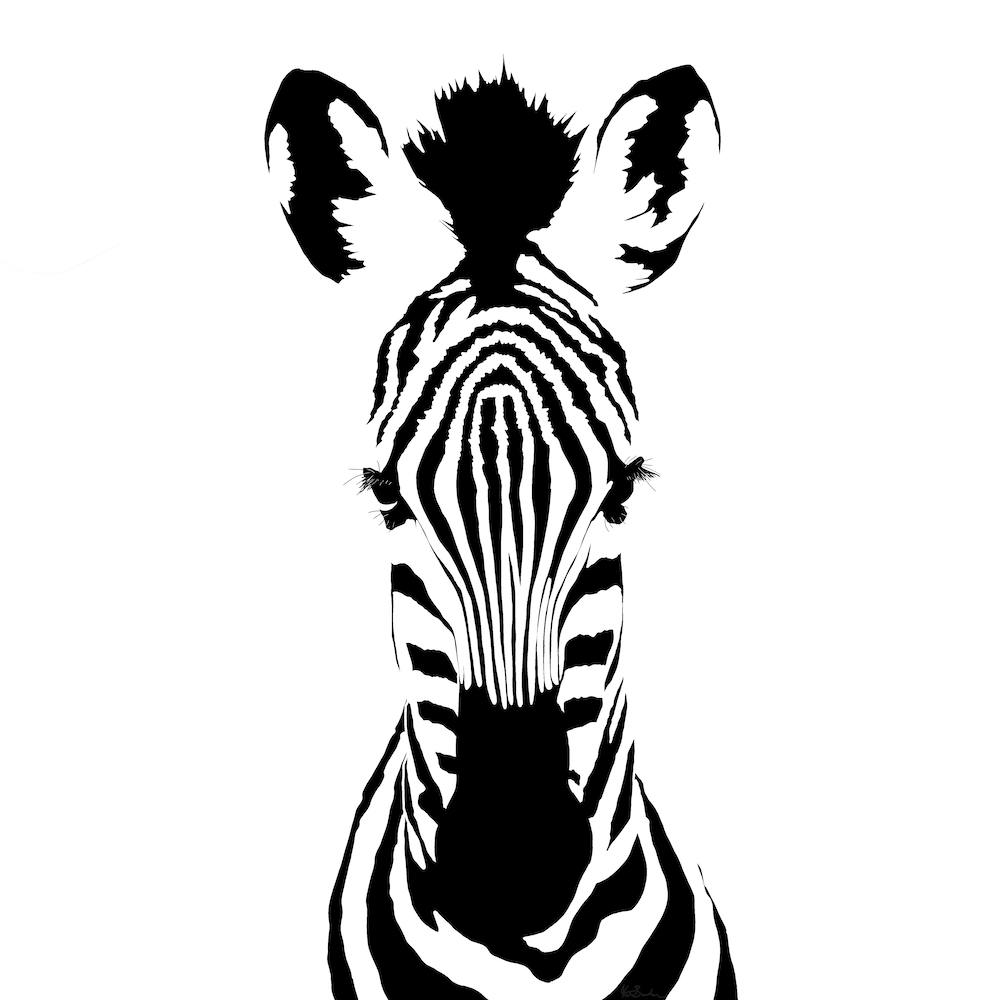 Zebra White Series Square