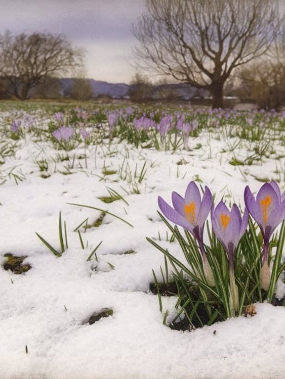 Resilience of Spring - Purple Crocus Emerging from Snow
