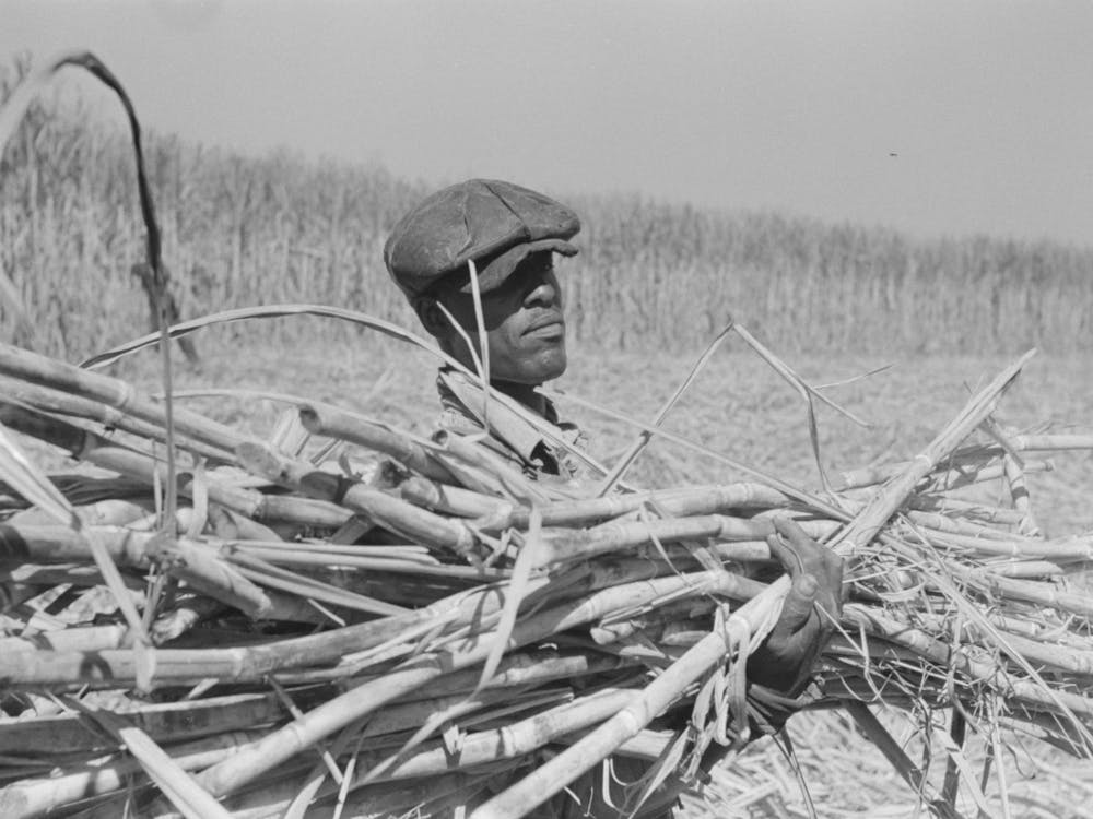 Loading Sugarcane Onto Wagon In Field, Near New Iberia, Louisiana By Russell Lee