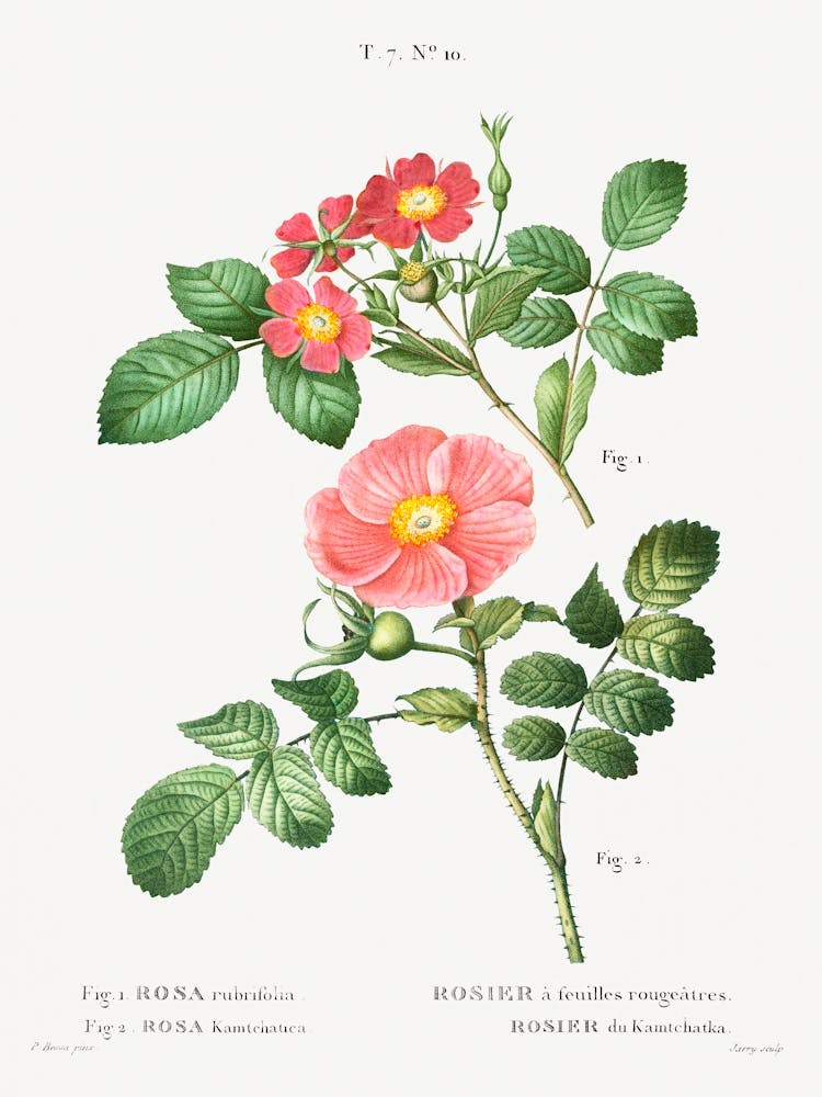 Redleaf Rose And Japanese Rose, Pierre Joseph Redoute