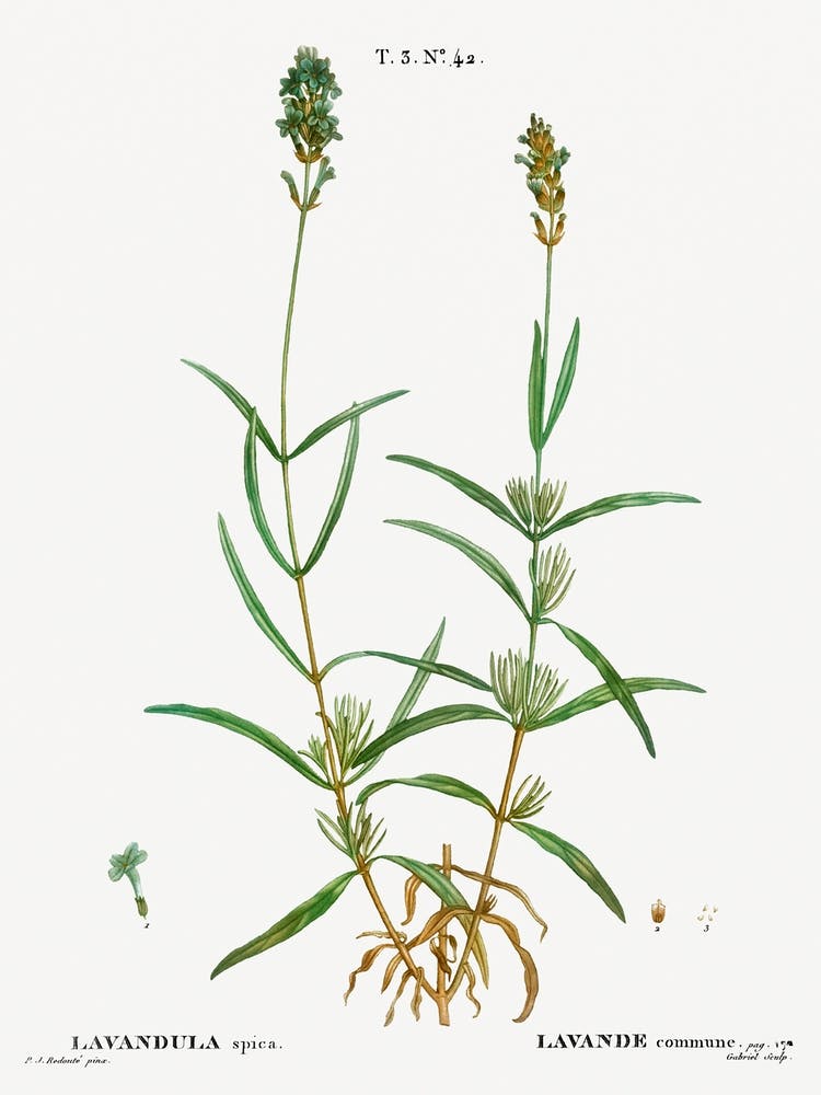 Broadleaved Lavender, Pierre Joseph Redoute