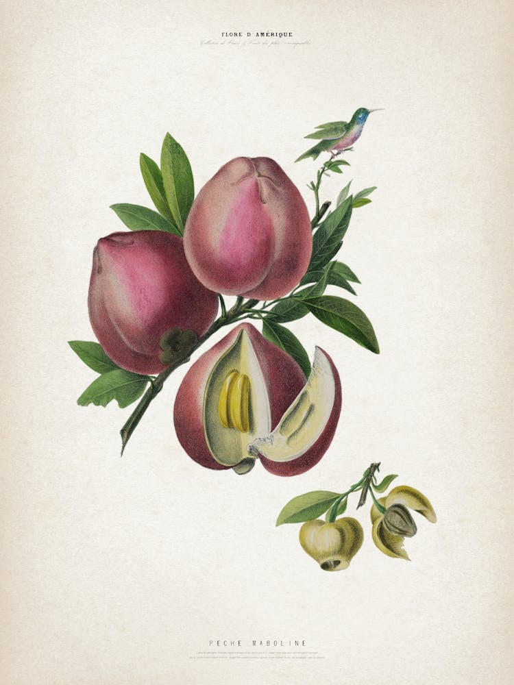 Vintage Denisse 4 Peche Maboline