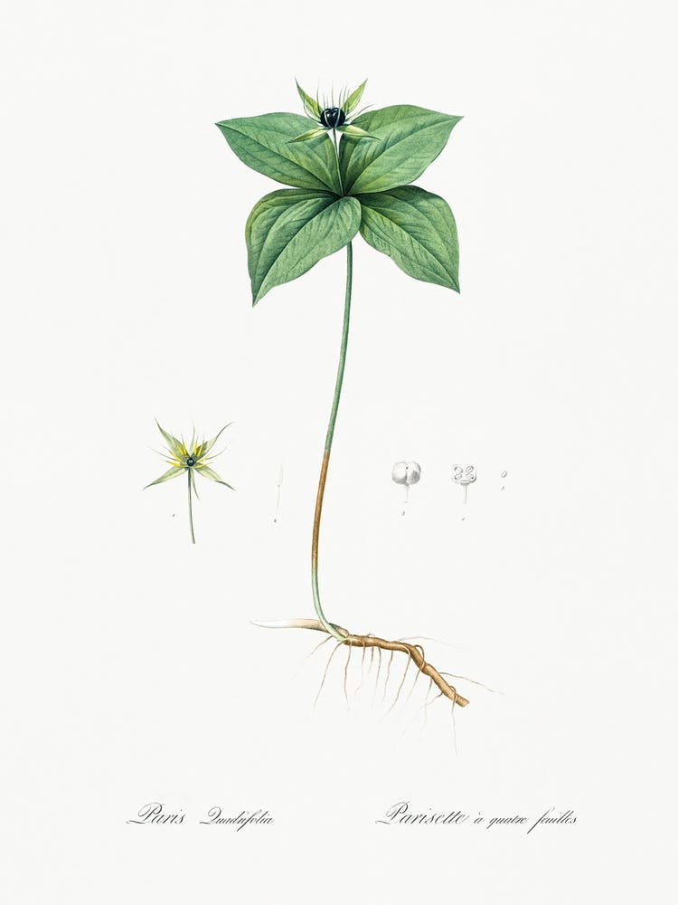 Herb Paris Illustration From Les Liliacées (1805), Pierre Joseph Redoute