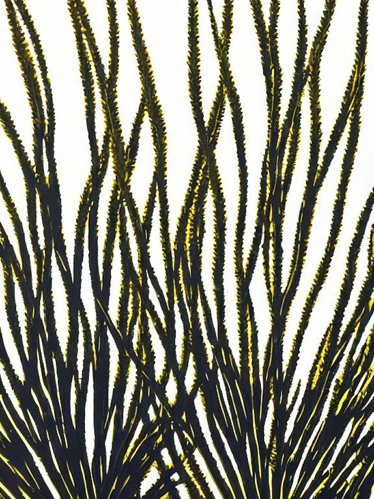 Acropora Millepora Efflorescens Linocut
