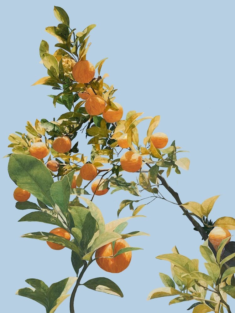 Summer Orange Tree Illustration