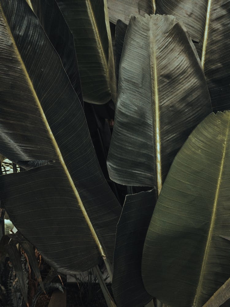 Tropical Plant Textures