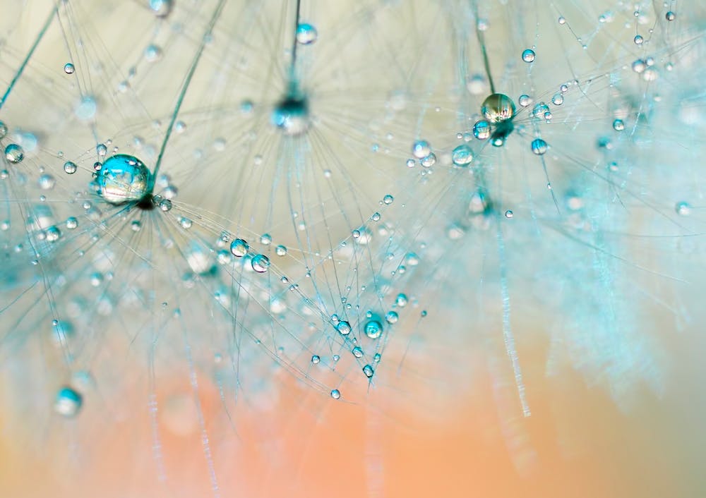 Dandelion -Droplets of Aqua