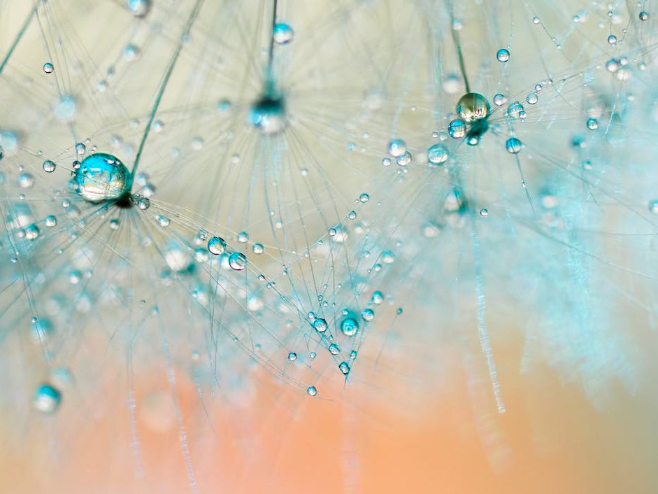 Dandelion -Droplets of Aqua