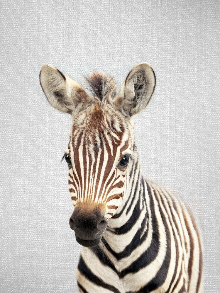 Baby Zebra