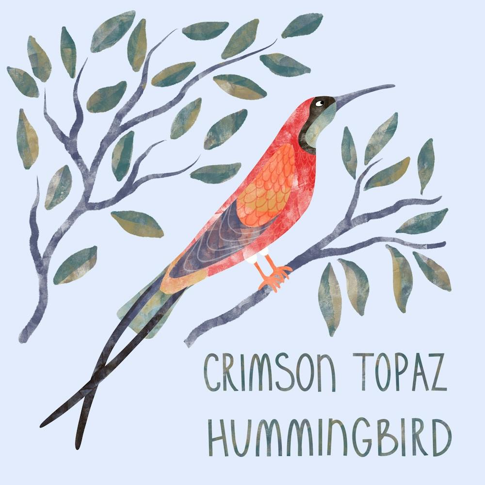 Colibri Topaze Cramoisi