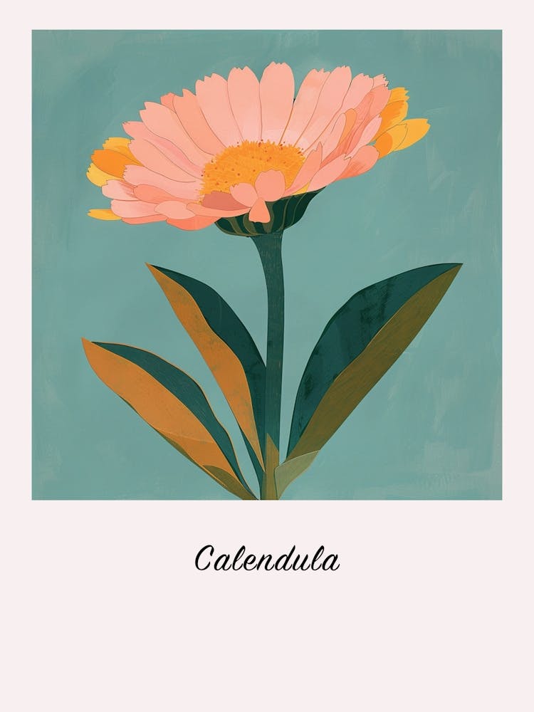 Calendula Square Flower Illustration Poster