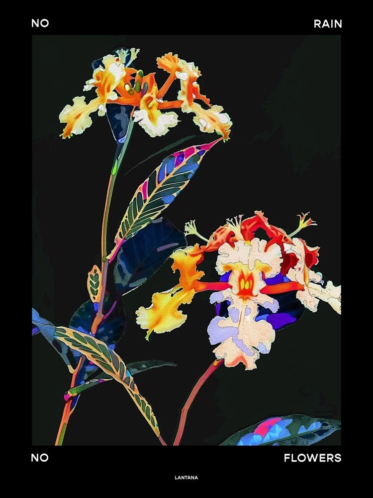 No Rain No Flowers Poster Lantana 1