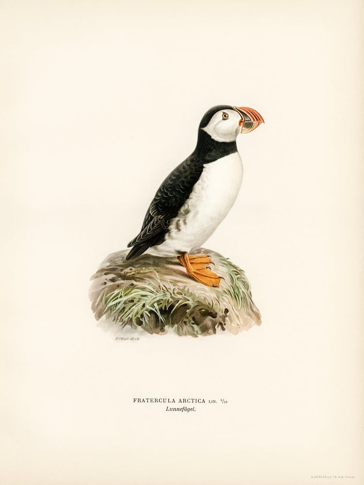 Atlantic Puffin (Fratercula Arctica), The Von Wright Brothers