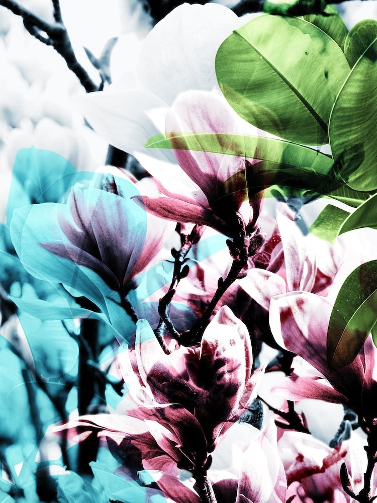 Magnolia II