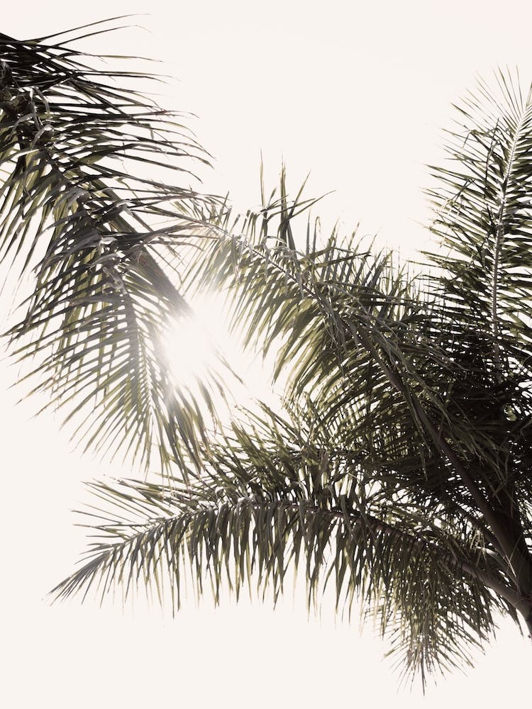 Palm Leaf Trees