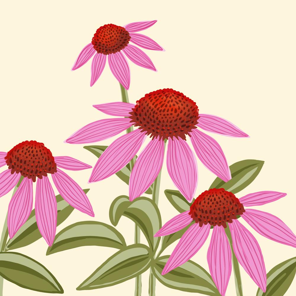 Pink Coneflowers
