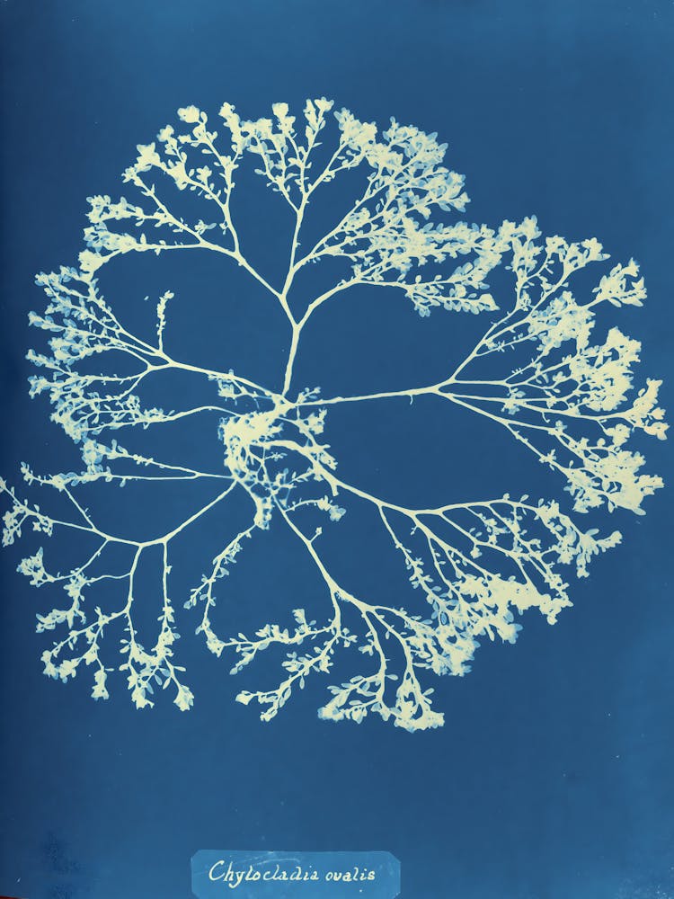 Cyanobacteria