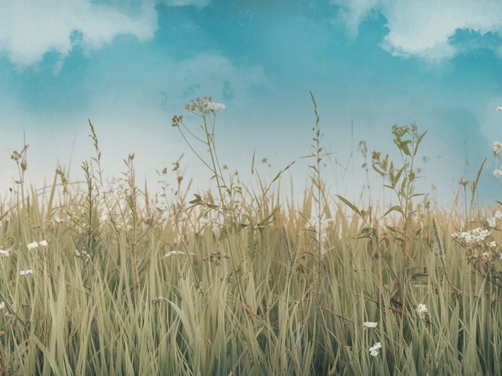 Field Of Flowers Soft Meadow, Landscape View