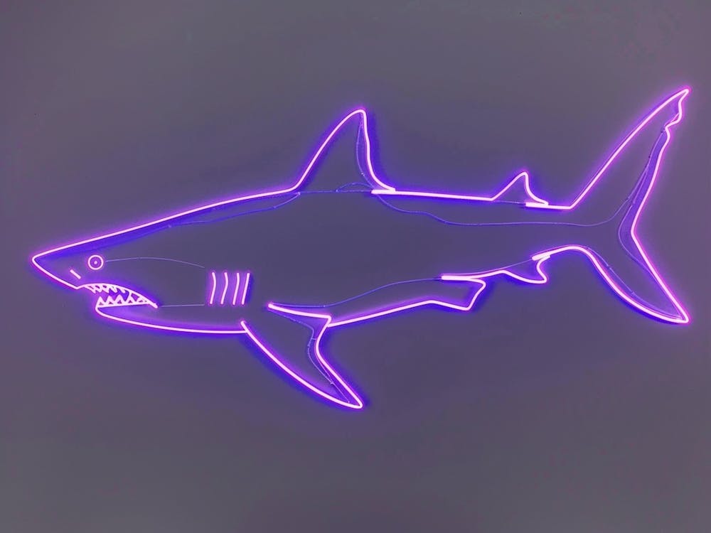 Neon Purple Smallscale Cookiecutter Shark 3