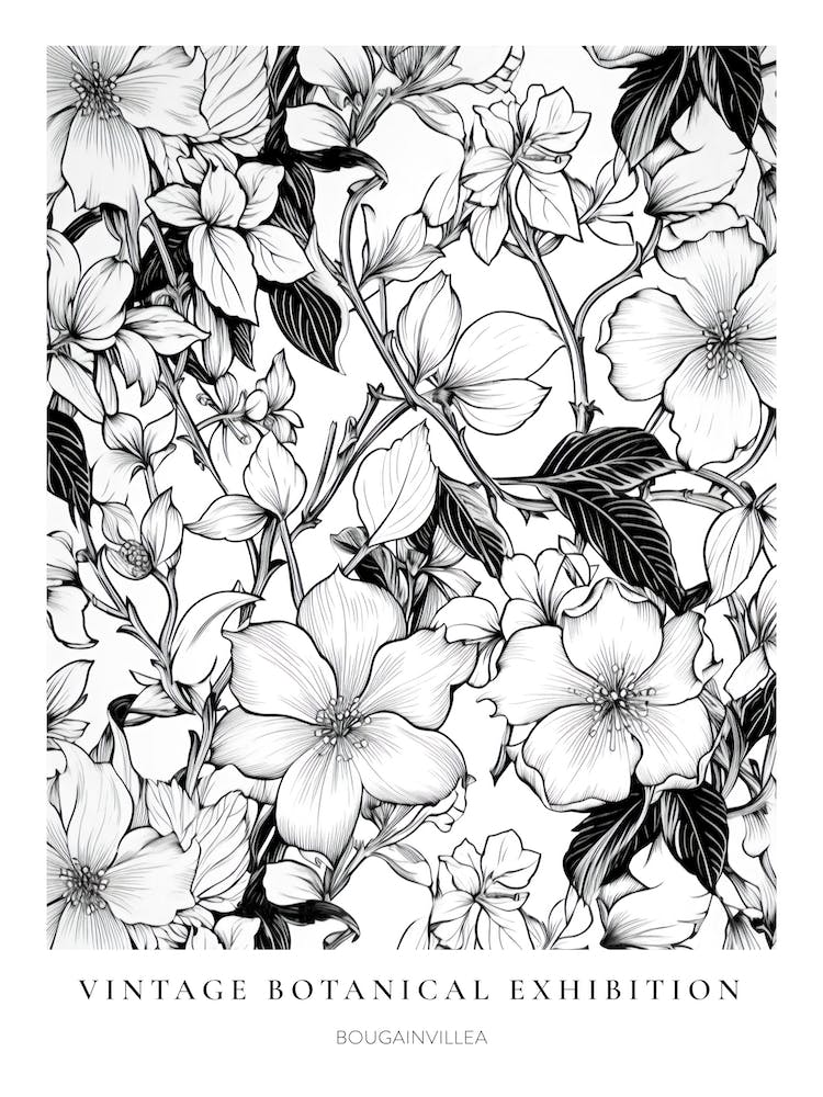 Bougainvillea B&W Vintage Botanical Poster