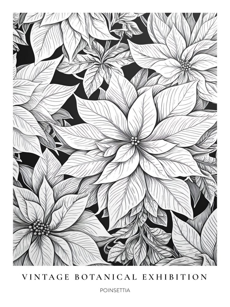 Poinsettia B&W Vintage Botanical Poster