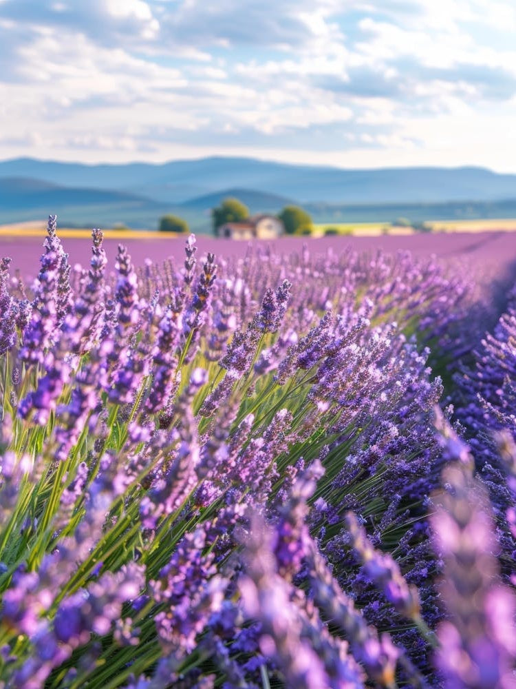 Lavender Field 21