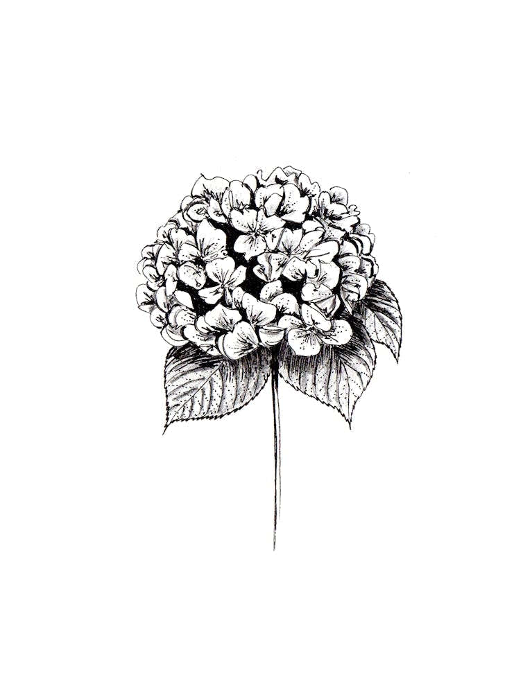 Hydrangea Flower Black and White