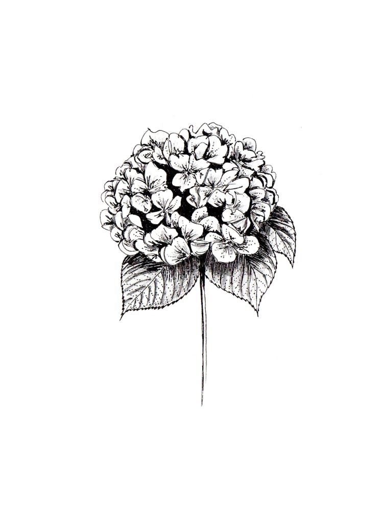 Hydrangea Flower Black and White
