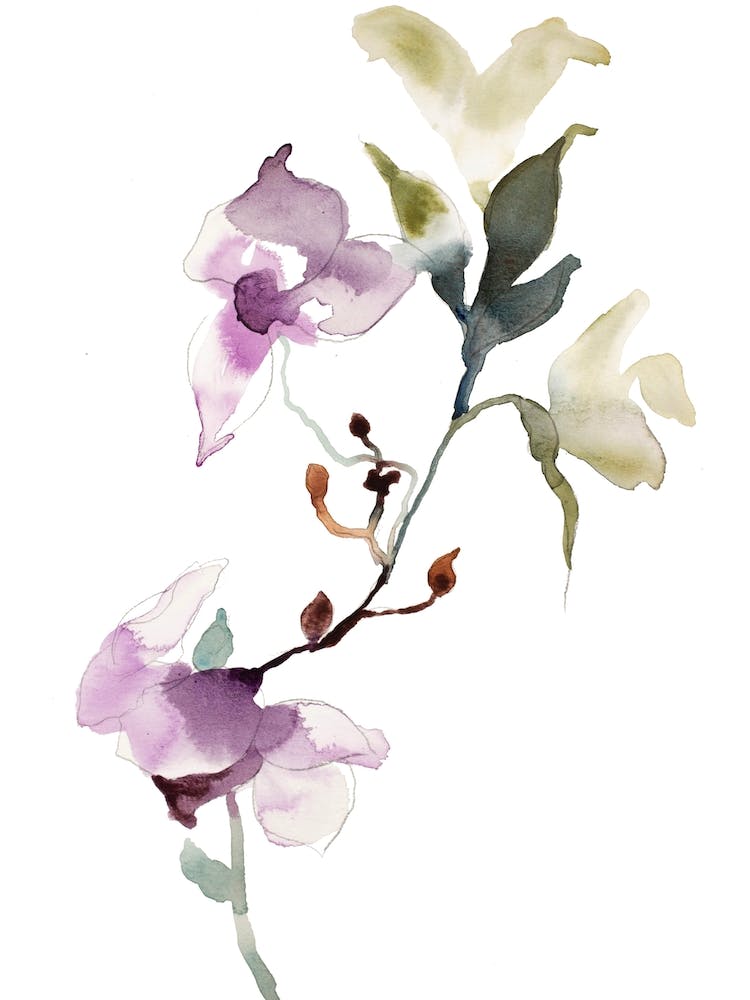 Orchid 7