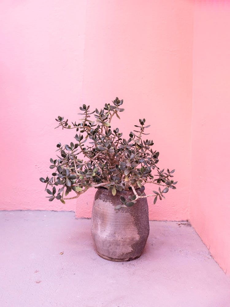 Florero