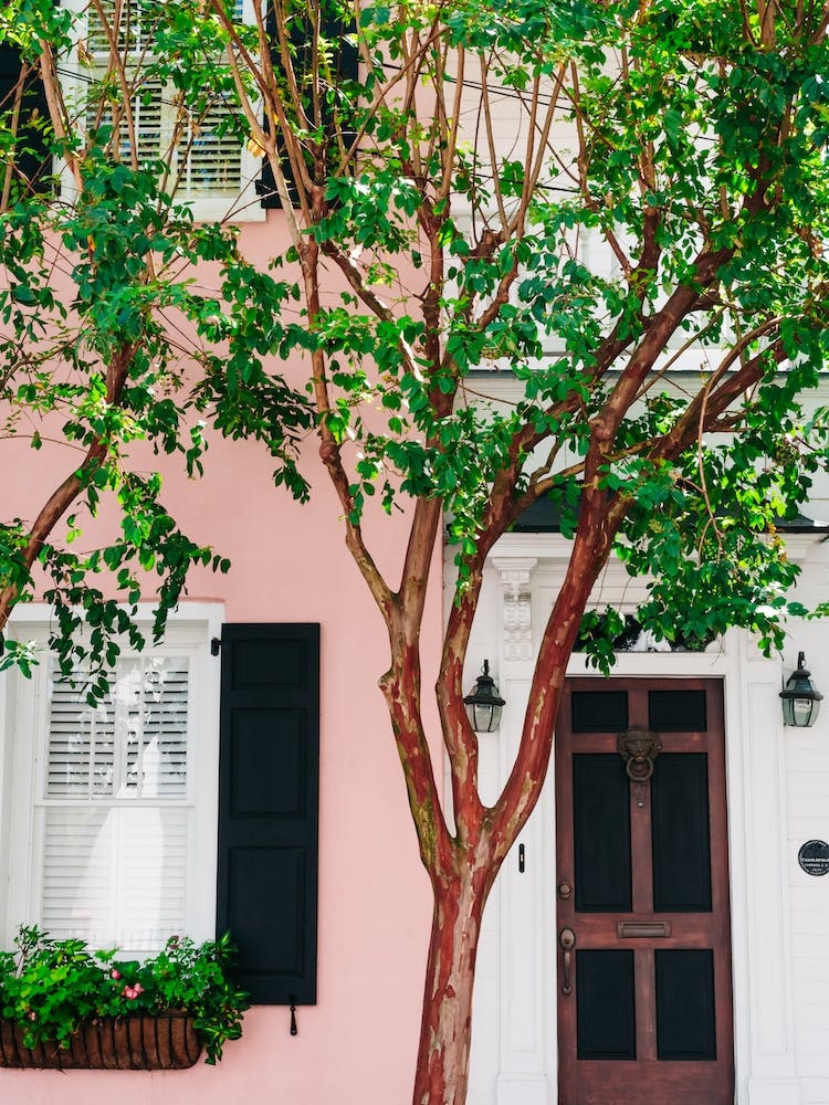 Charleston Pink XVI