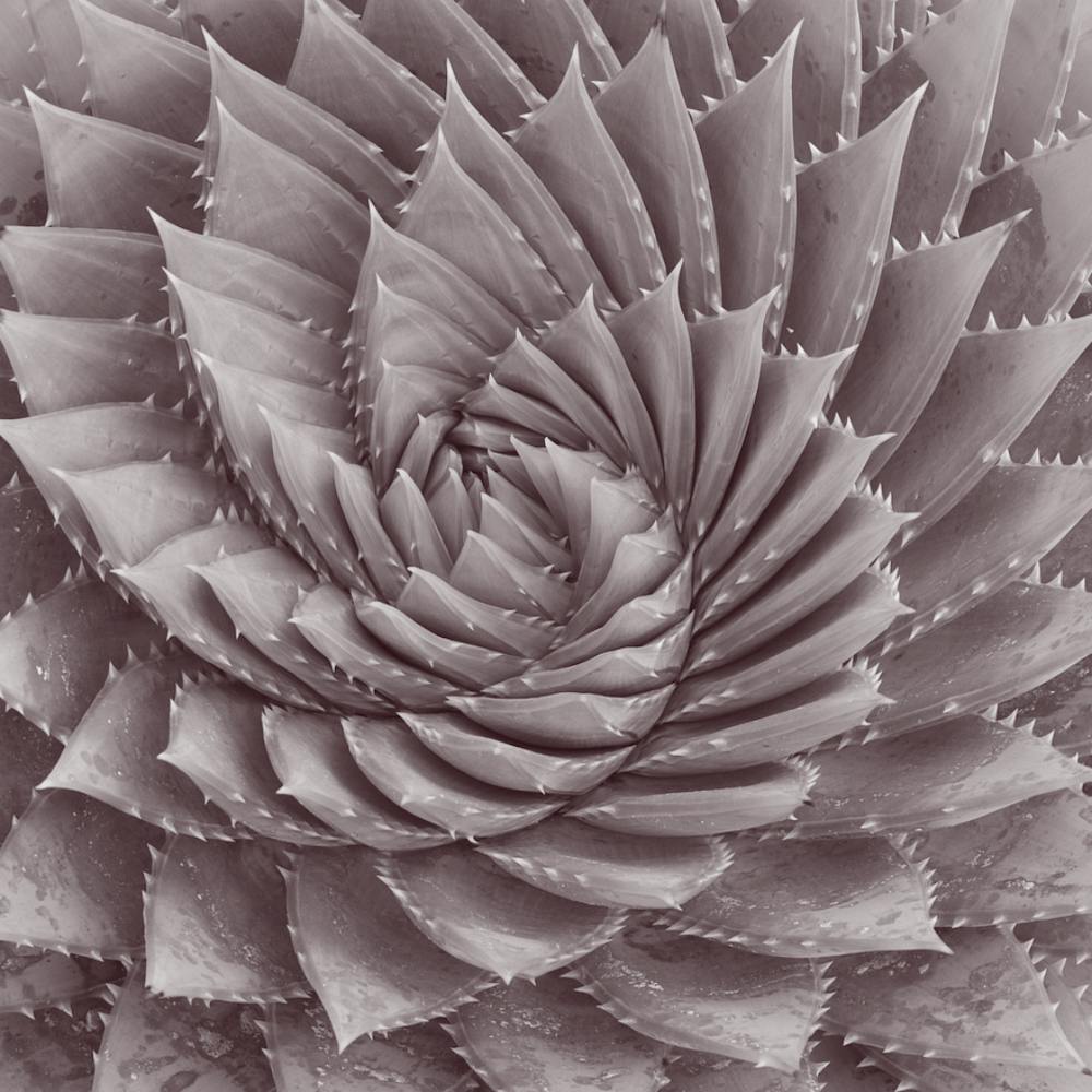 Spiral Plant