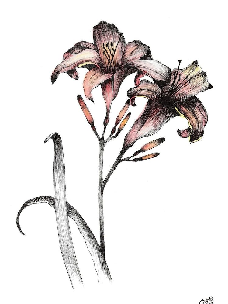 Watercolour Pair of Day Lillies